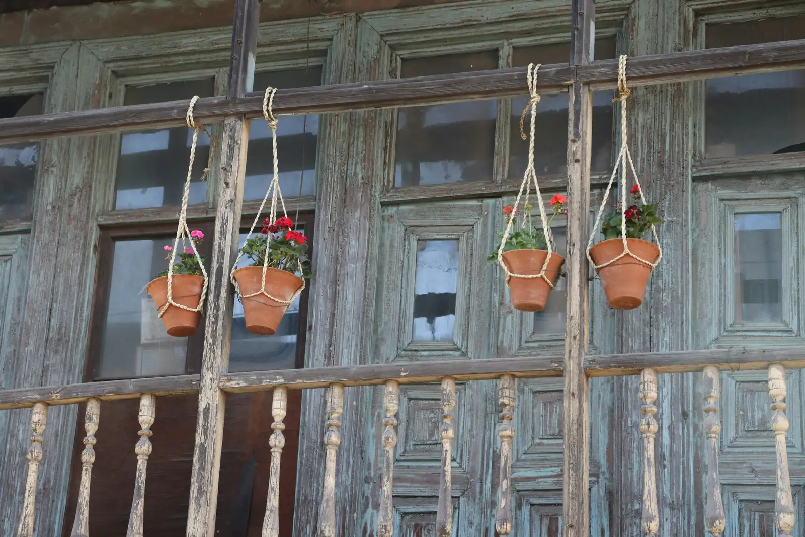 coleus hanging basket balcony