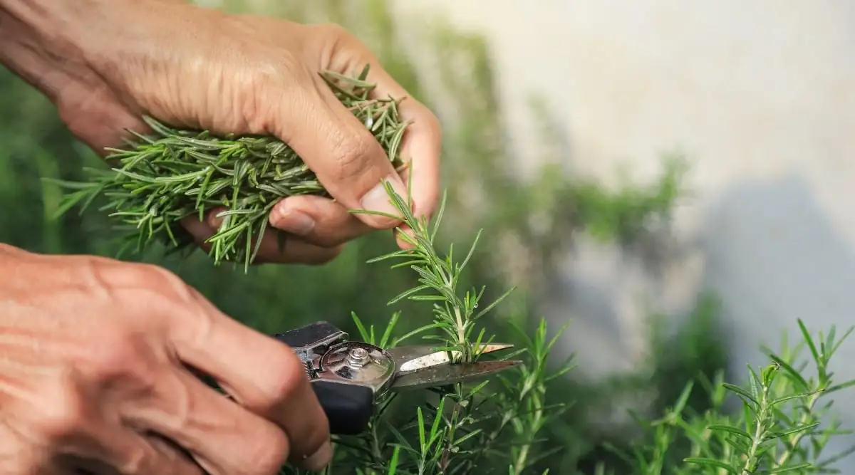 pruning rosemary plant