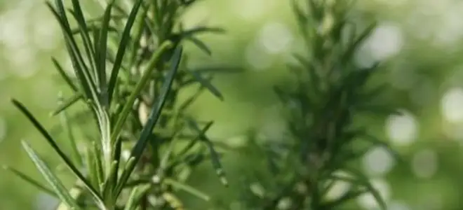 rosemary leaves with disease