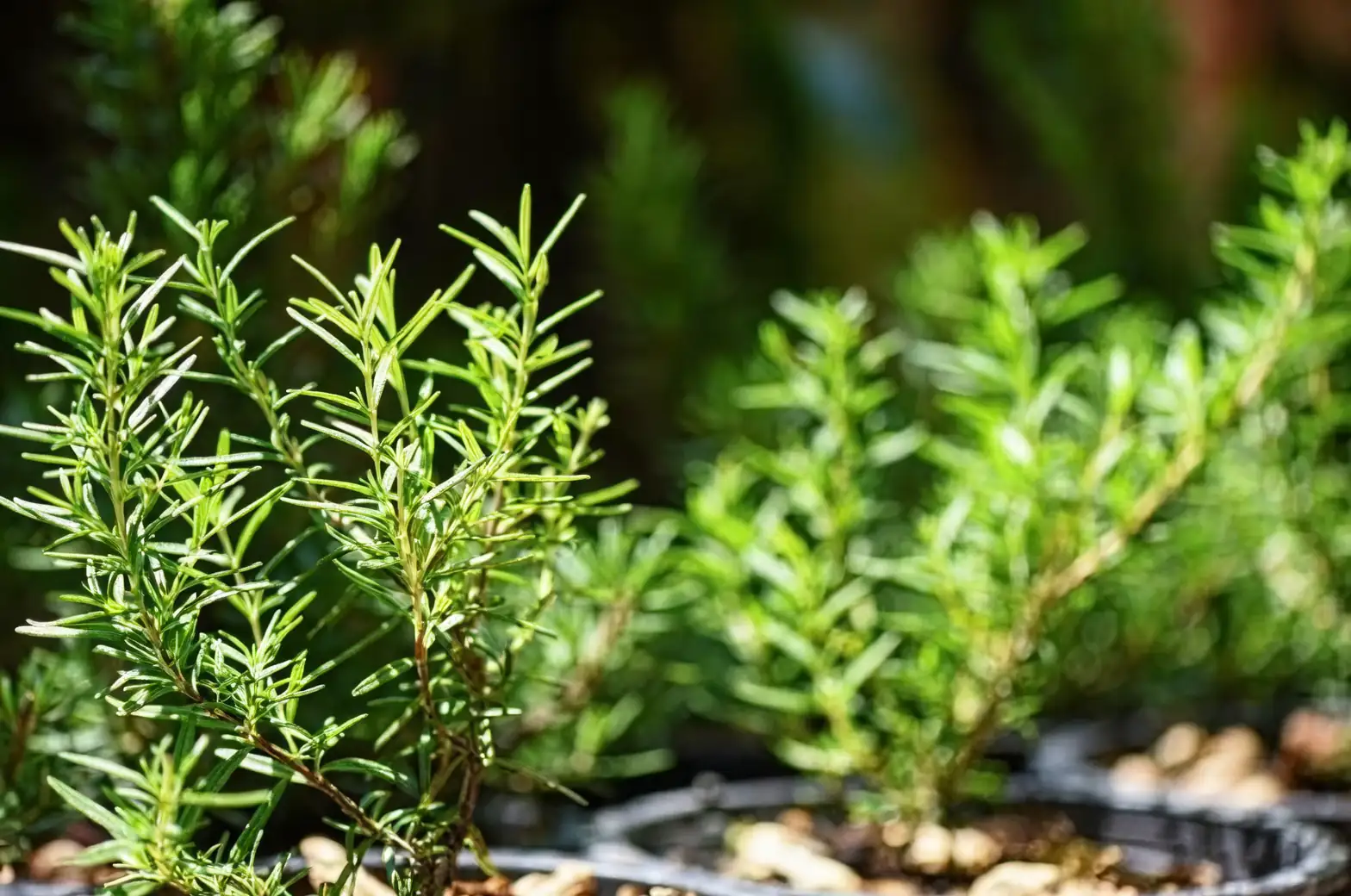 打破迷迭香的虫害困扰：轻松应对的防治技巧