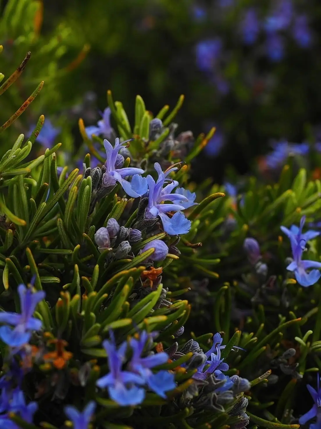 rosemary with blue flowers