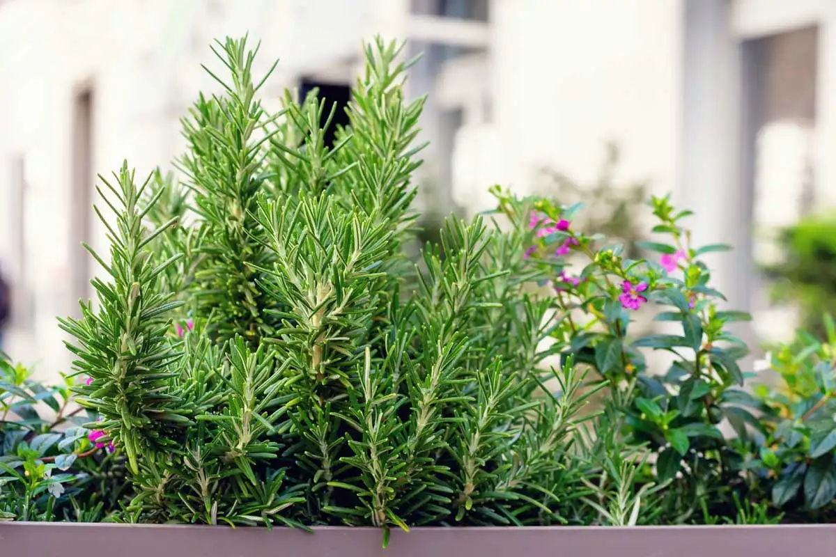 rosemary plant on balcony