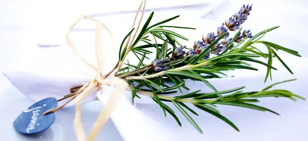 rosemary gift with ribbon