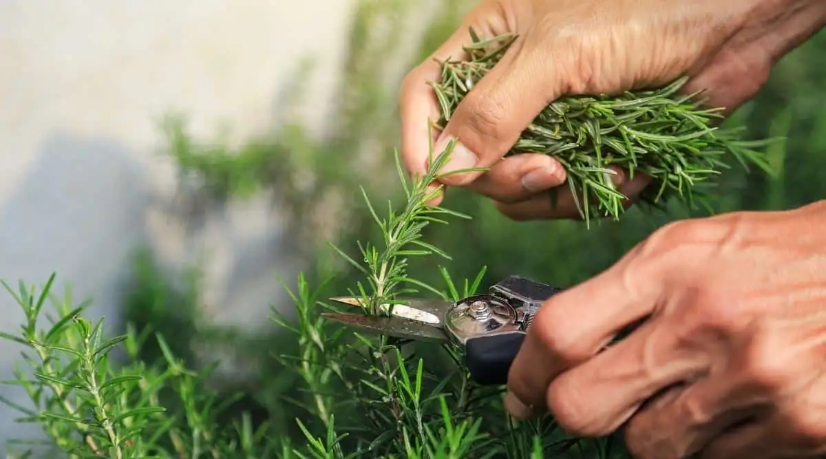 rosemary cutting propagation steps