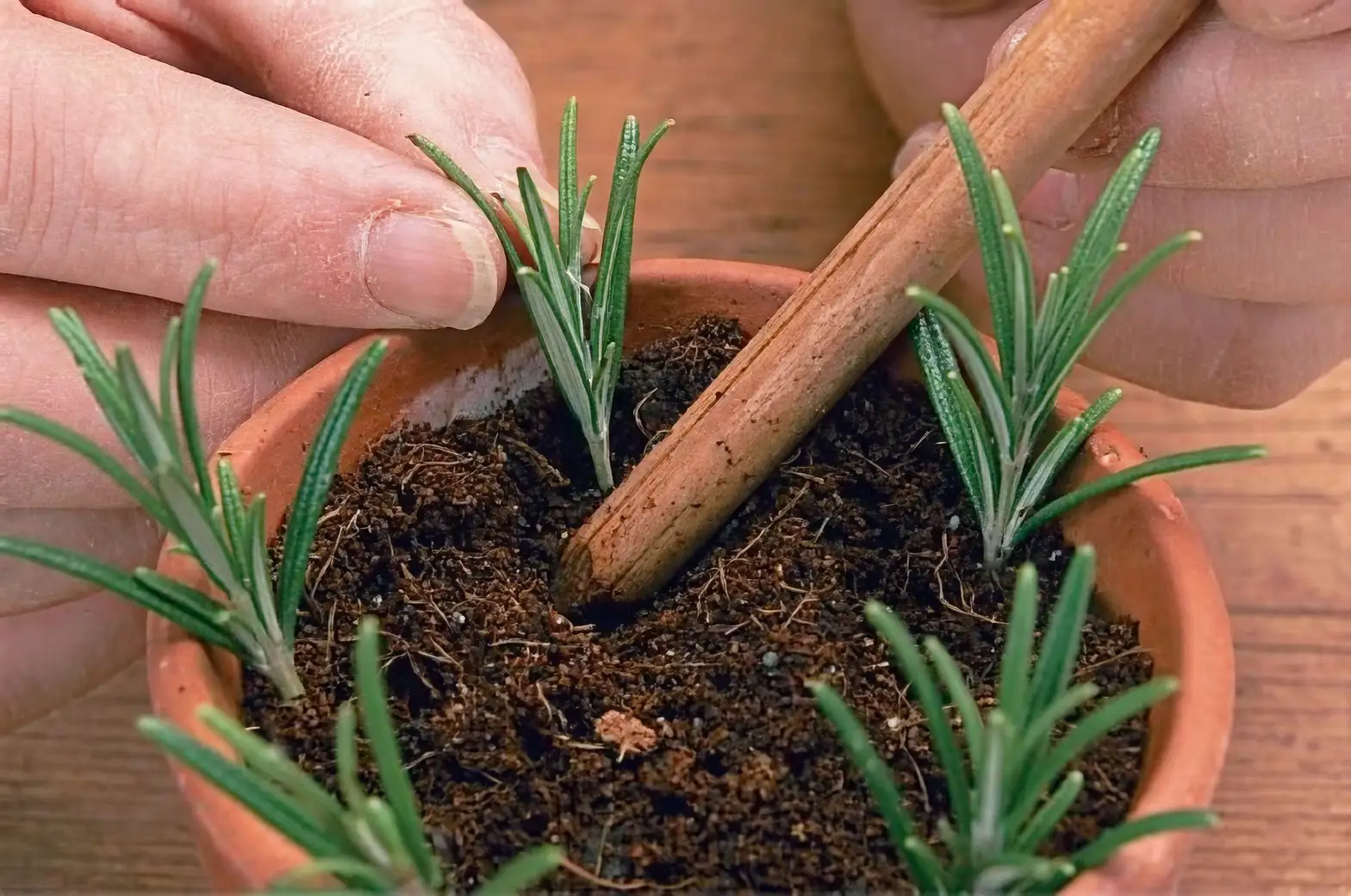 rosemary layering propagation method