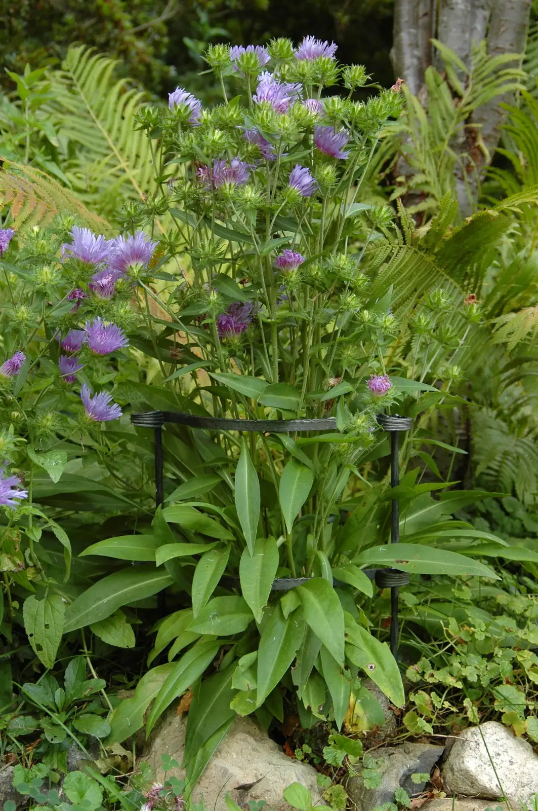 delphinium plant support
