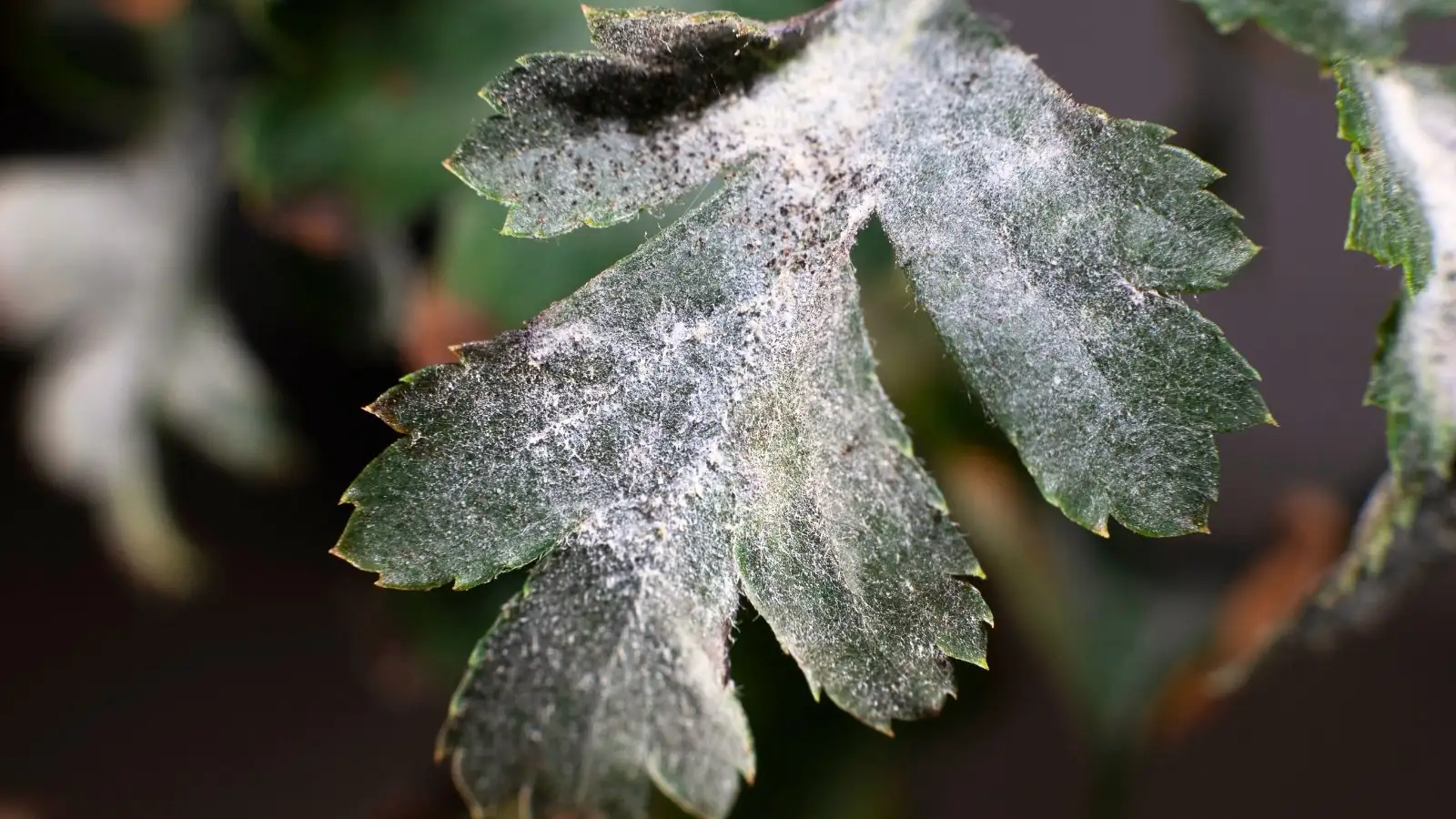 delphinium powdery mildew leaves
