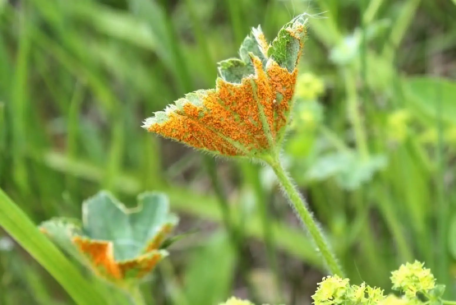 delphinium rust disease leaves