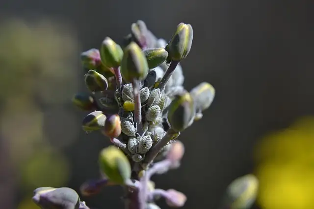 aphids on delphinium buds