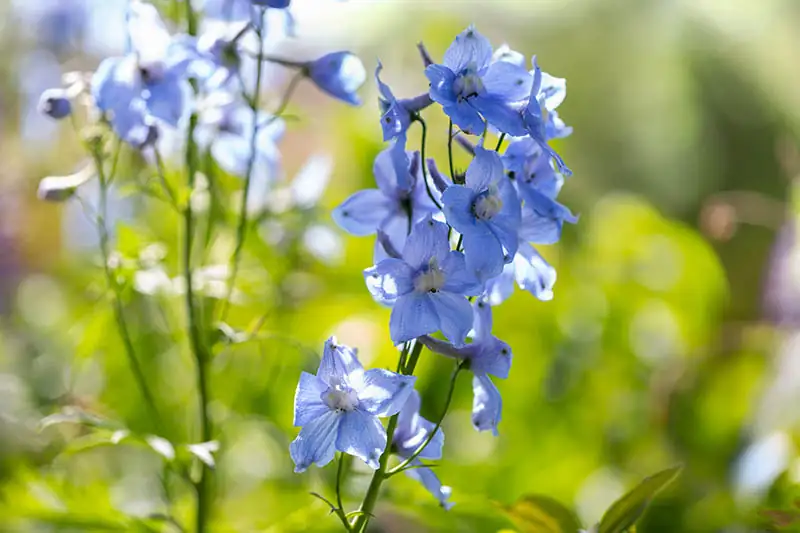 delphinium flower close-up spur