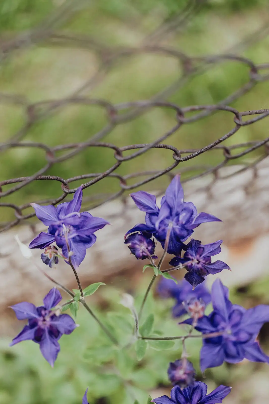 delphinium garden support stakes