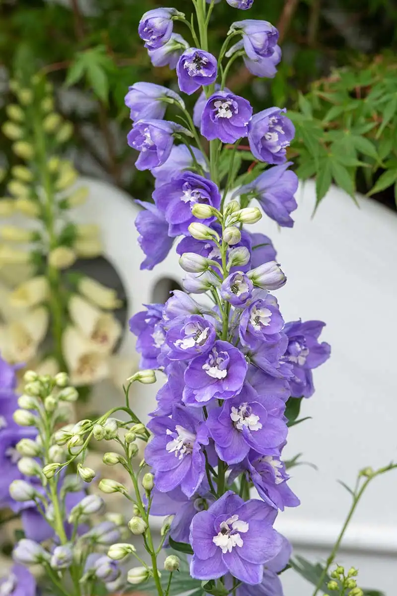 delphinium flower close-up