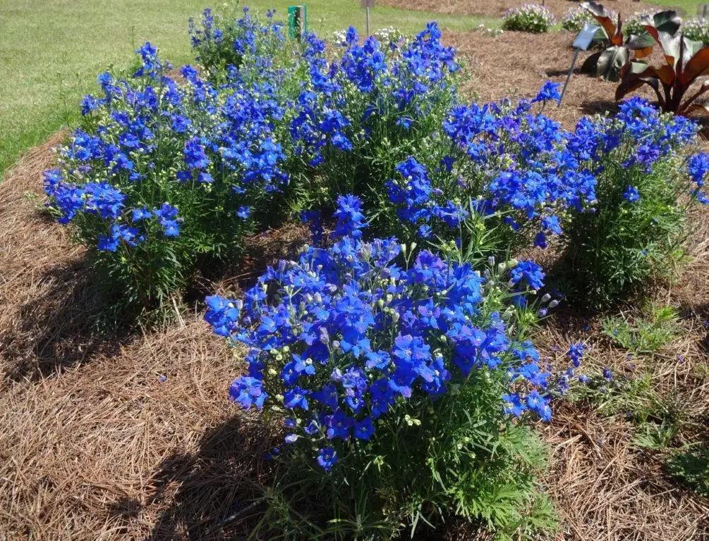 delphinium garden landscape