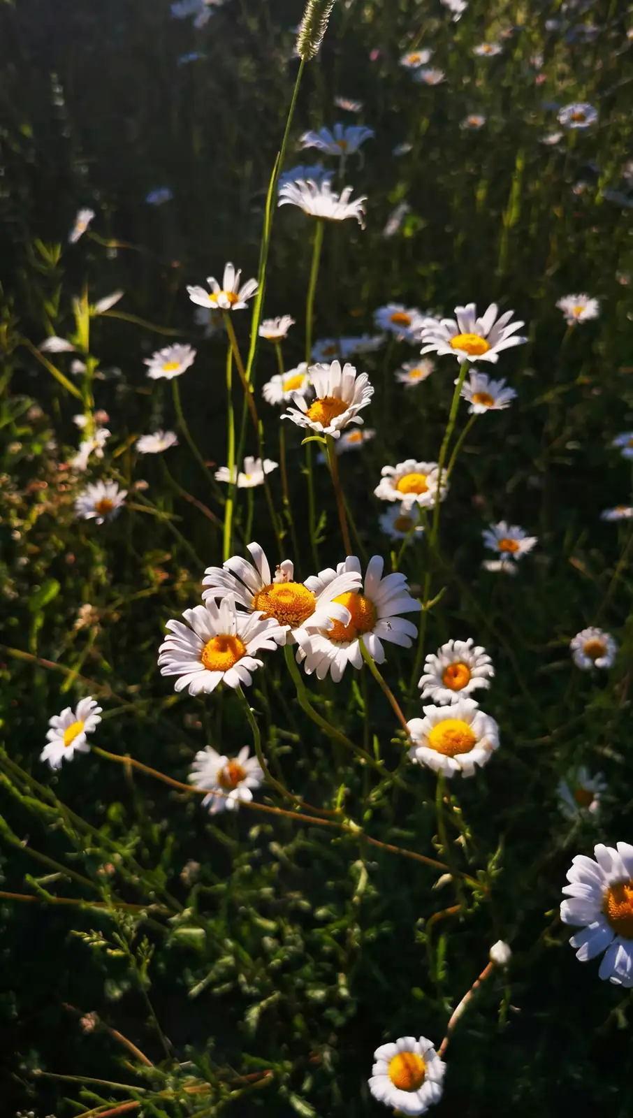 daisy on sunny windowsill