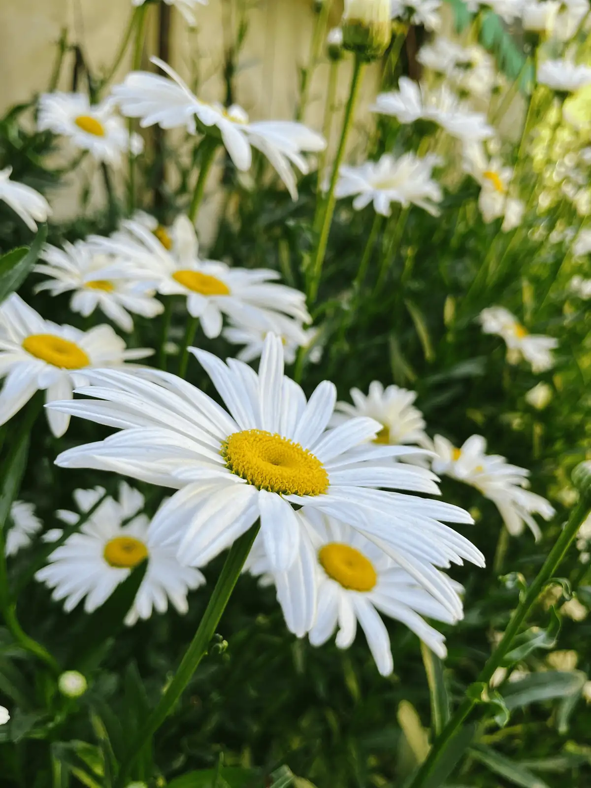watering daisies garden