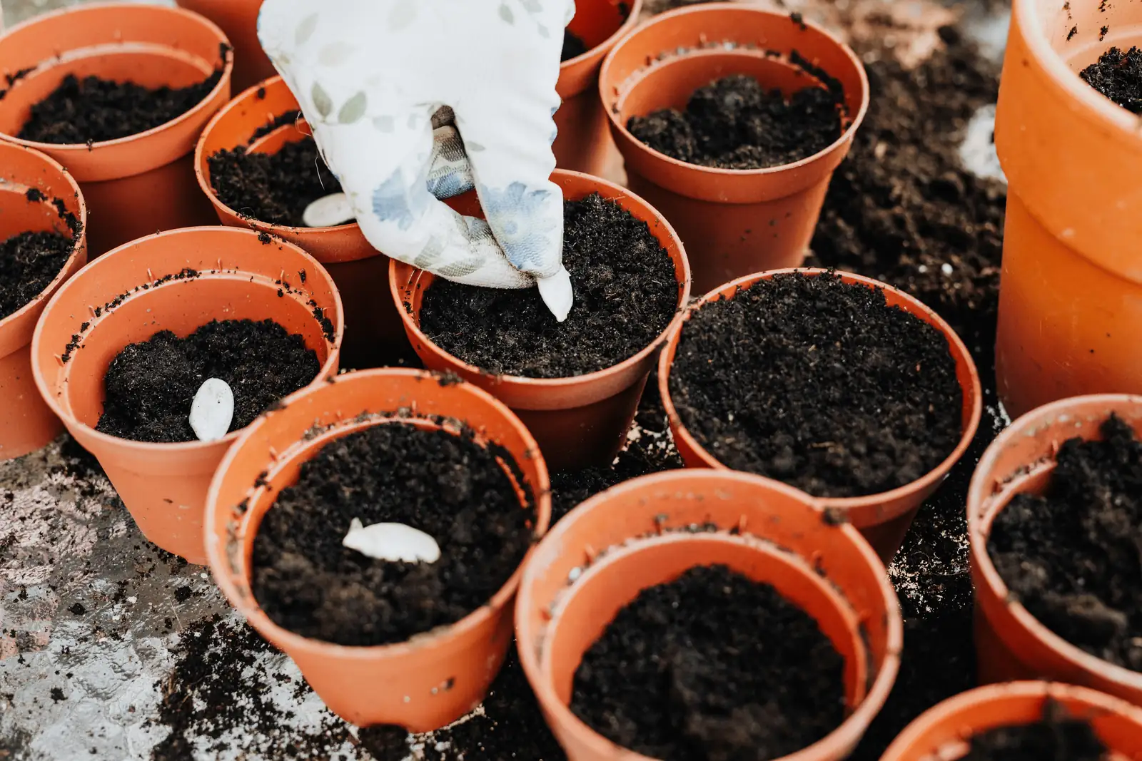 daisy planting soil preparation