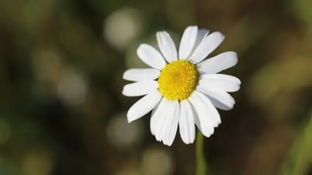 雏菊的敌人：如何识别和应对常见病虫害？