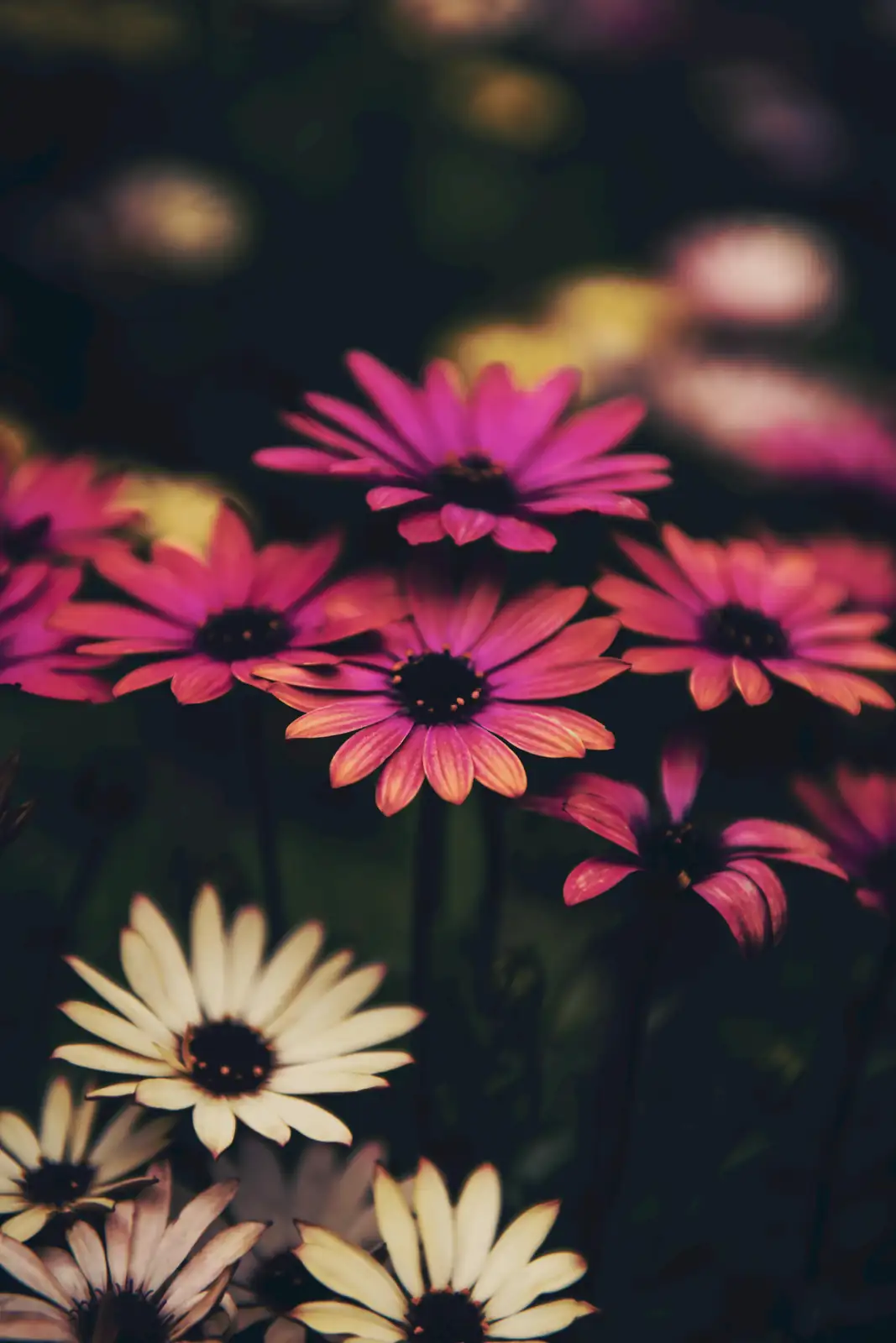 daisy flower garden design