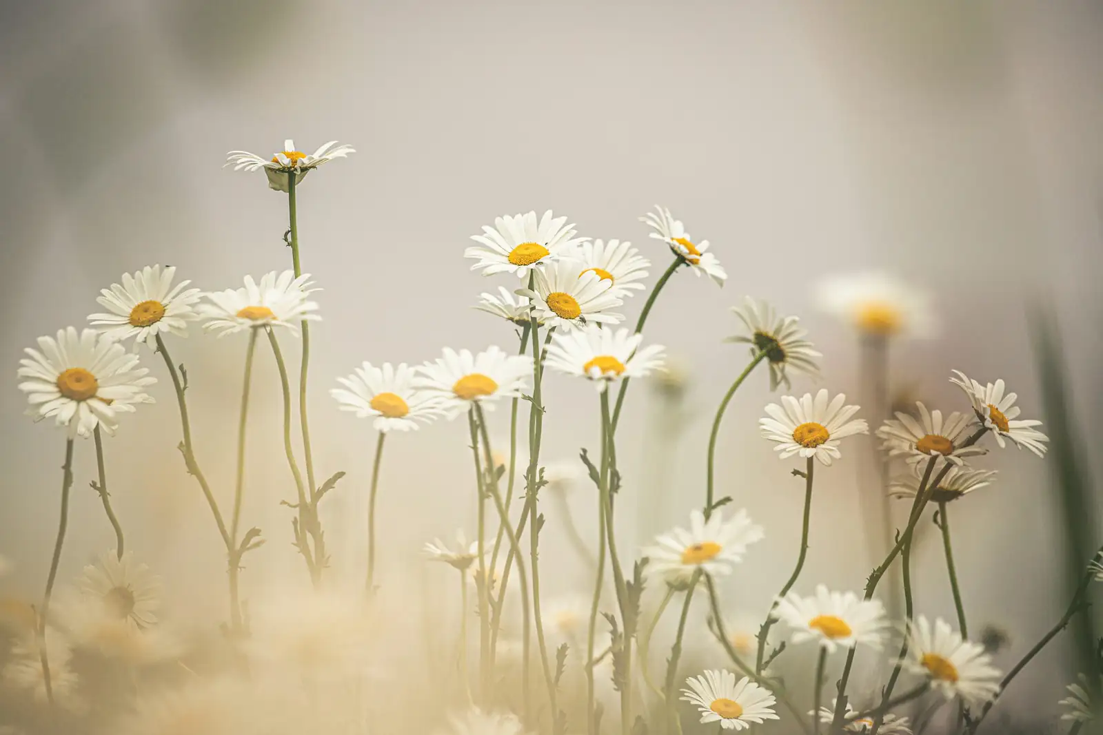 daisy flower field spring