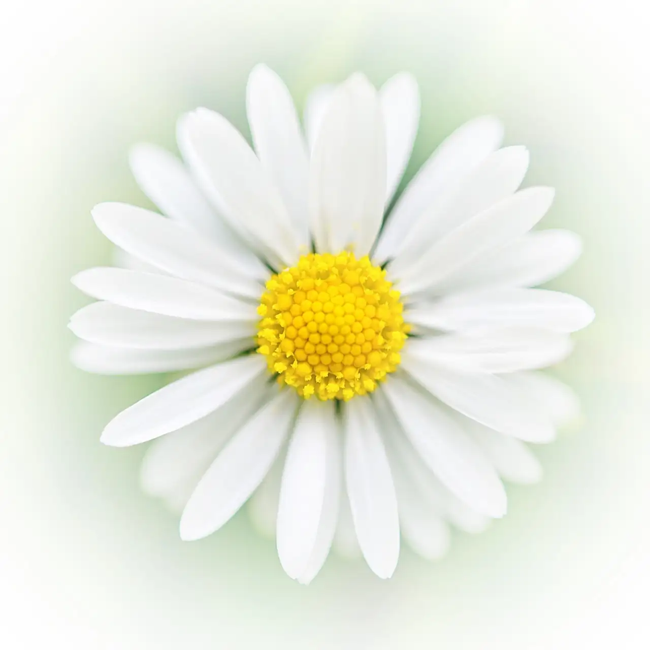 daisy in literature art