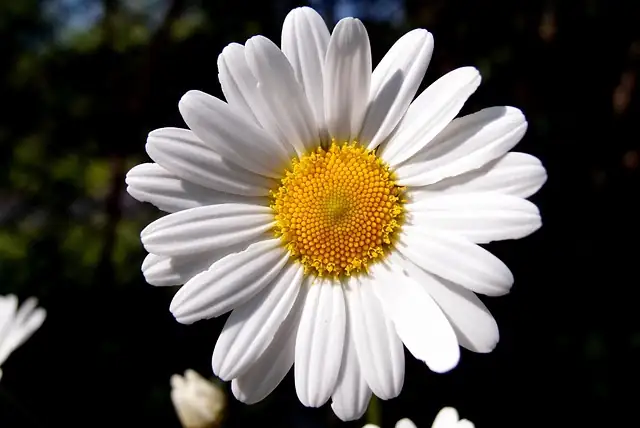 daisy in garden decoration