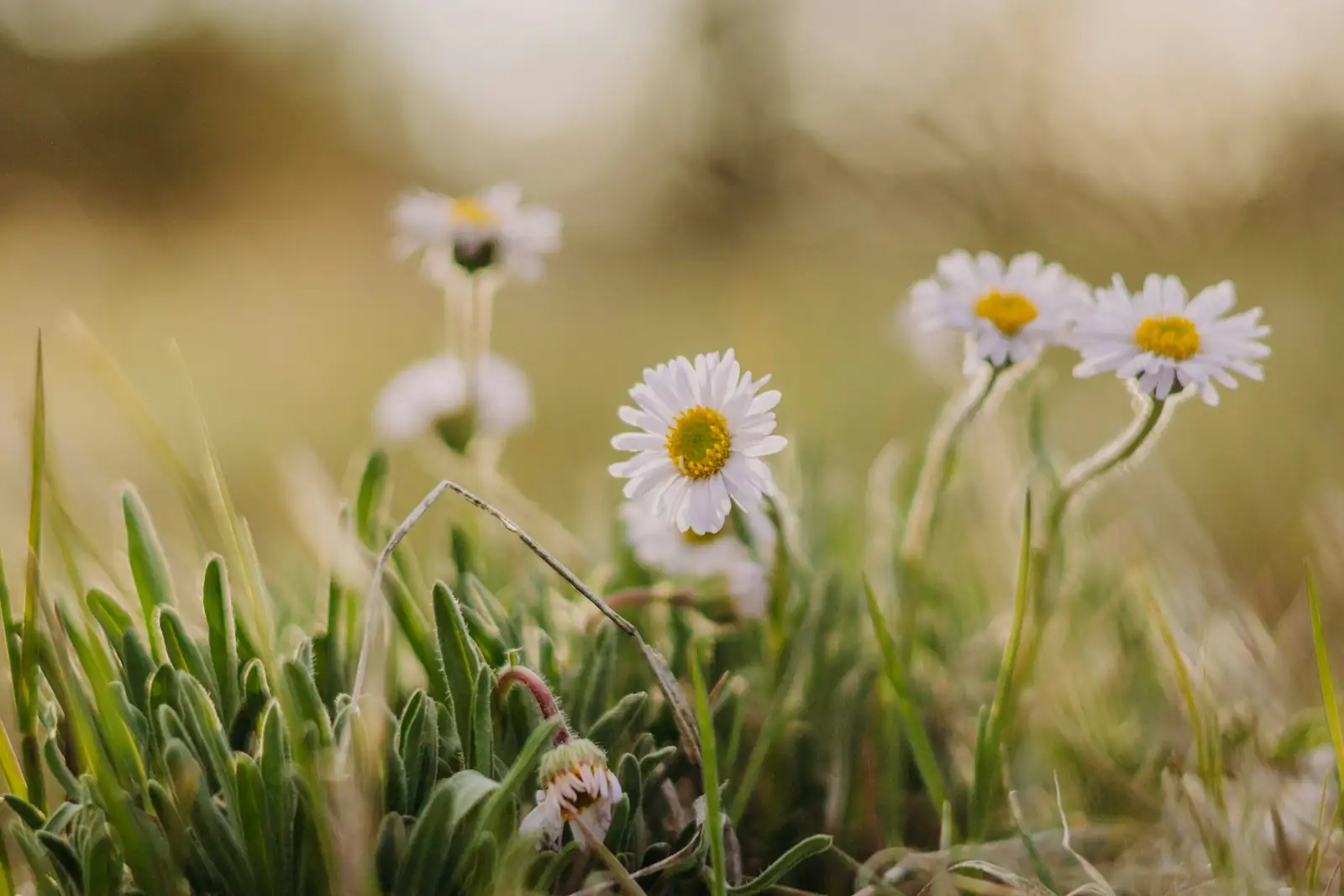 daisy cutting propagation