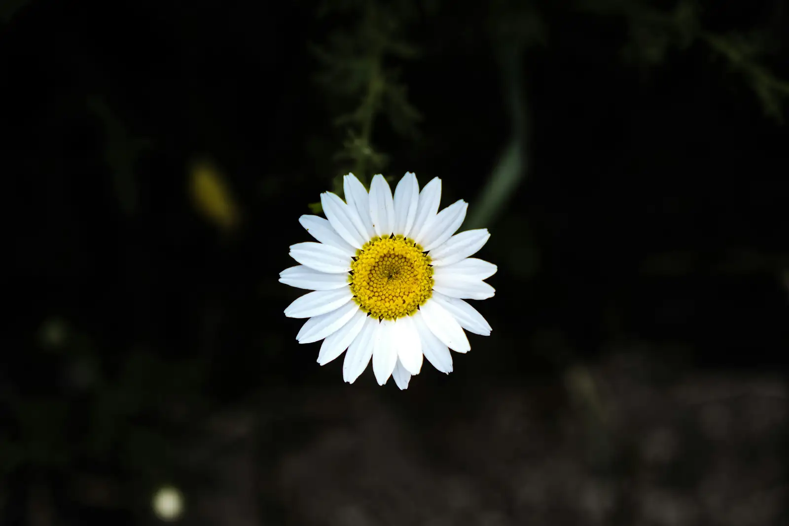 花坛里的明星：雏菊与其他植物如何完美搭配？