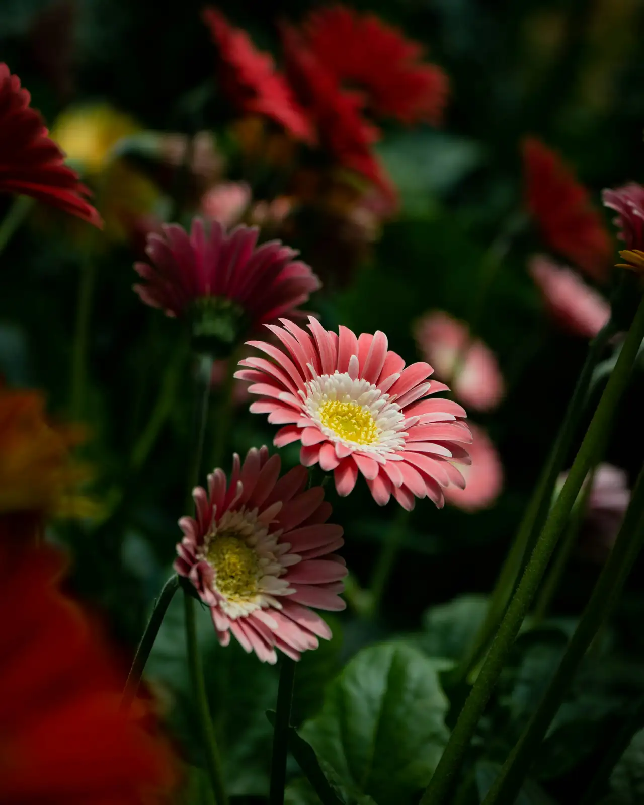 daisy marigold flower bed