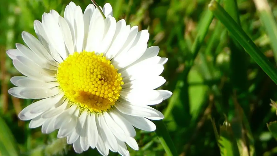 daisy flower petal plucking