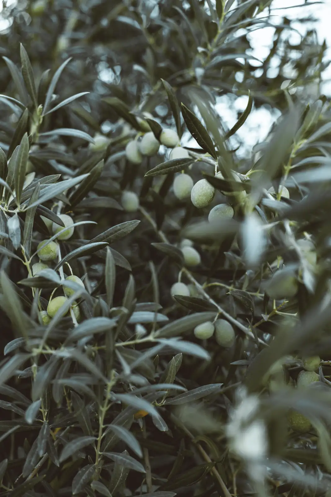 Omli Tree Olive Oddities: Fascinating Facts About the… – Oasislink