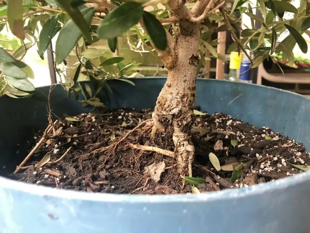 olive tree well-drained soil