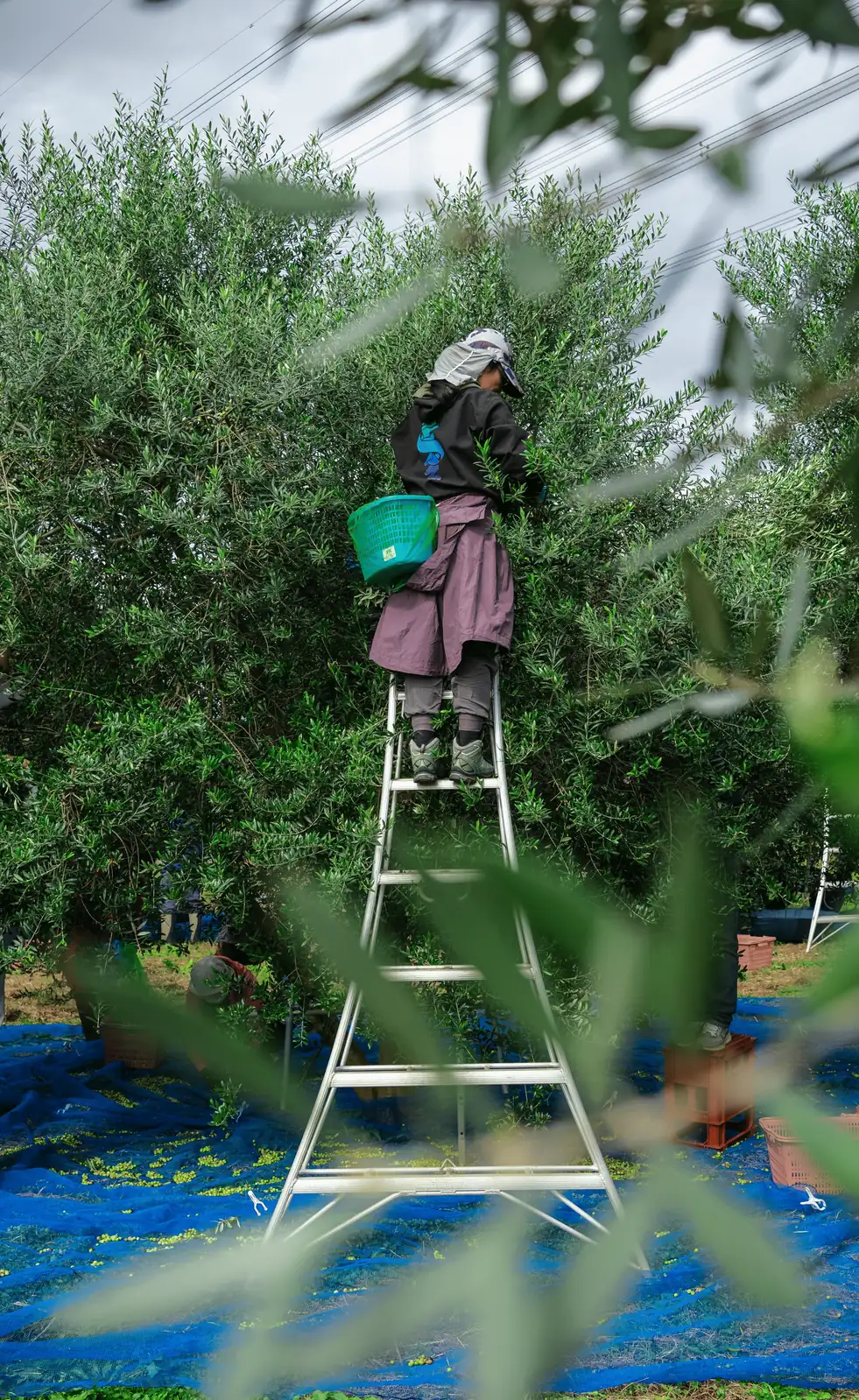 olive tree pruning process