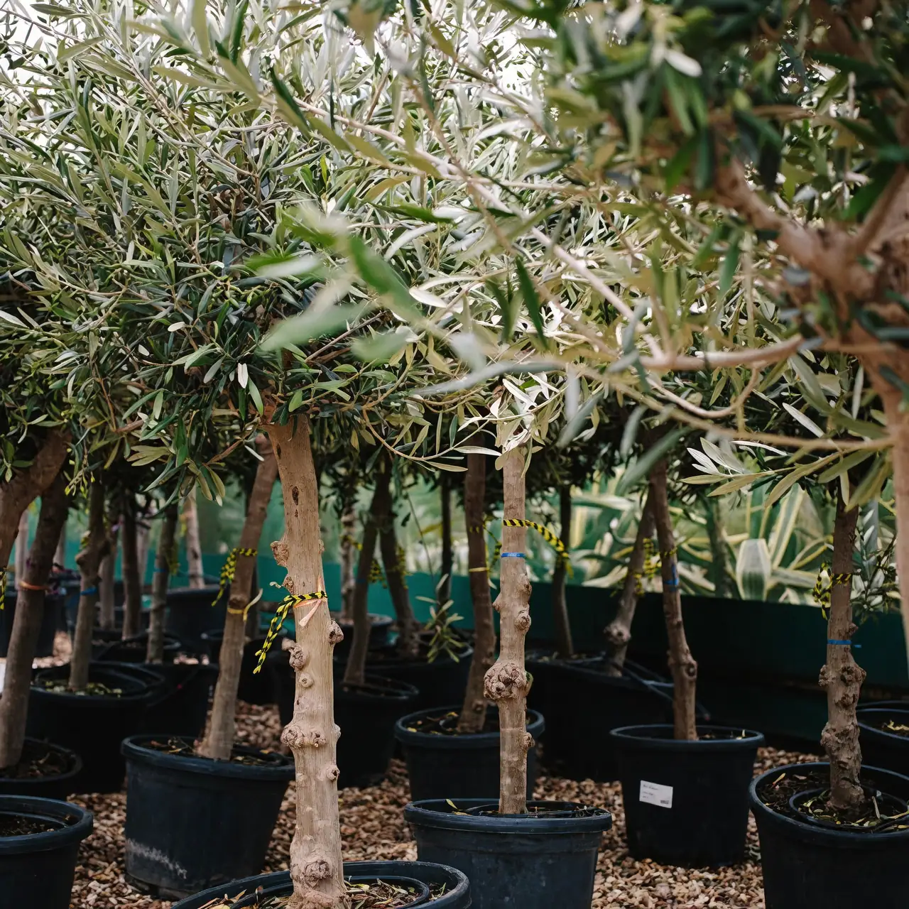 olive tree pest inspection