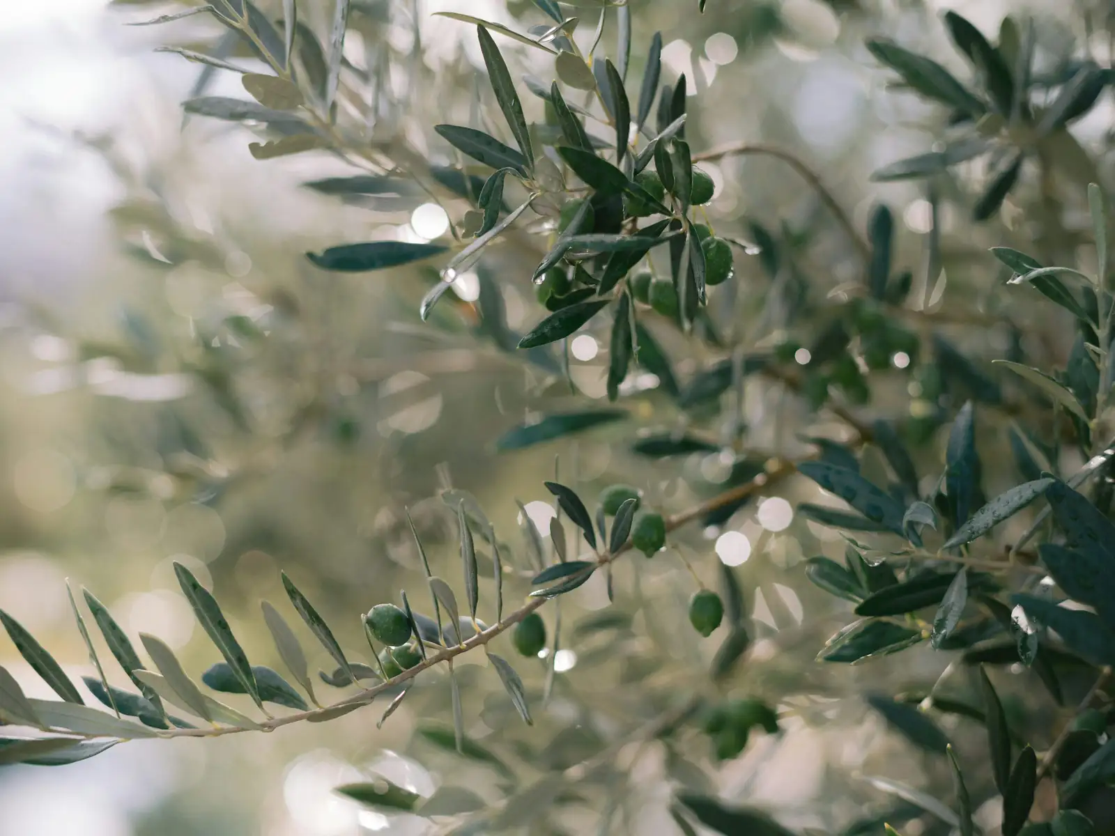 olive tree psyllid infestation