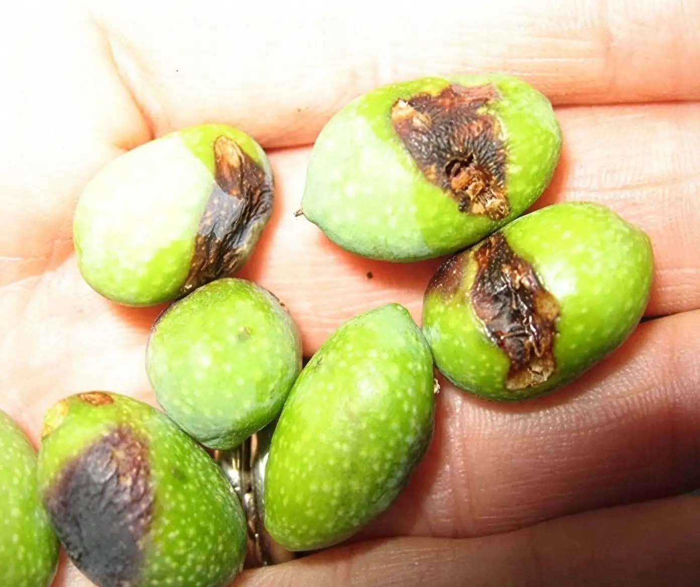 olive fruit fly damage