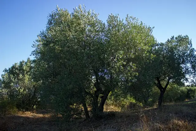 olive grove sustainable farming