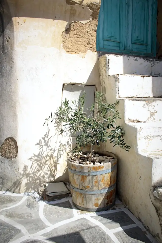 olive tree by sunny window