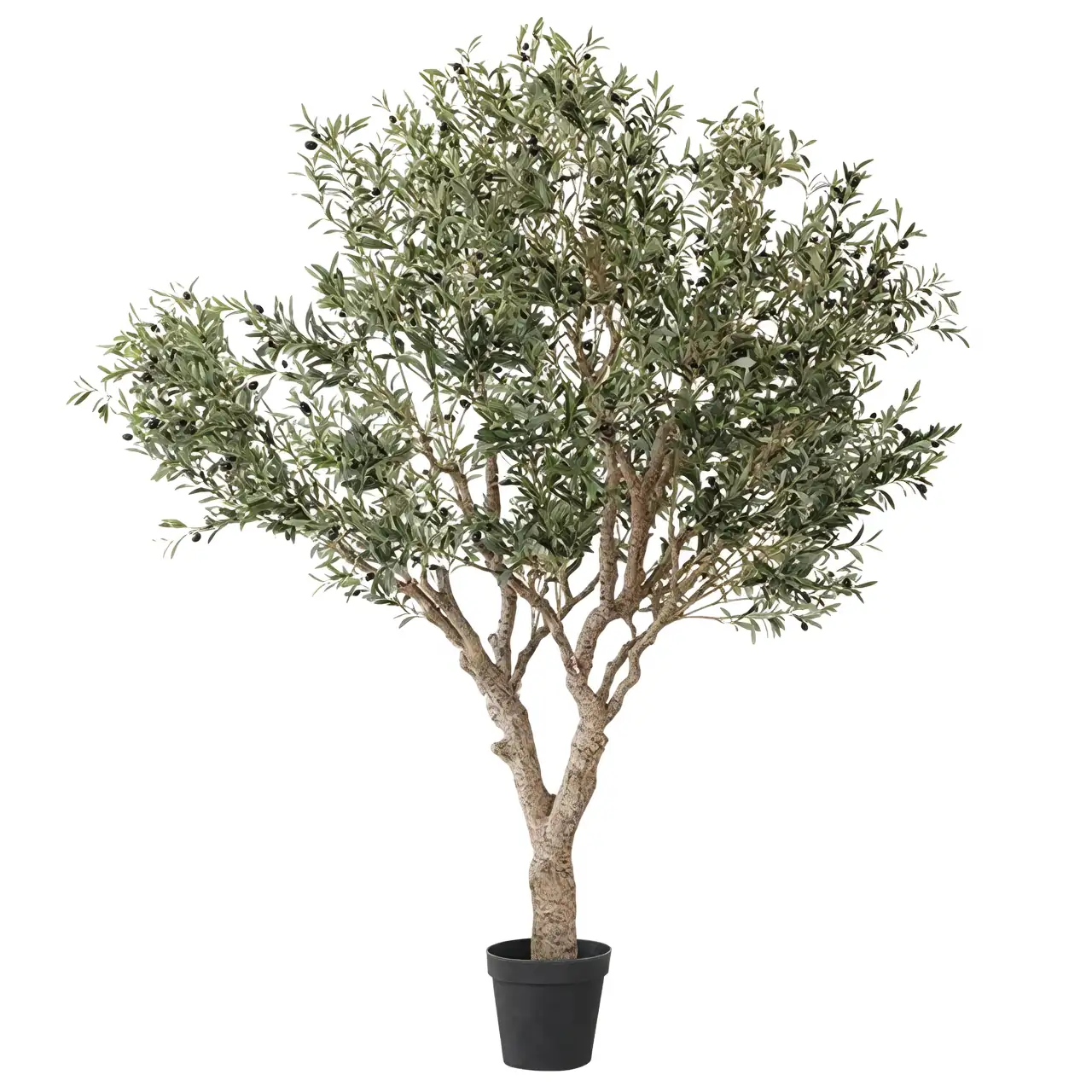 mature olive tree indoor decor