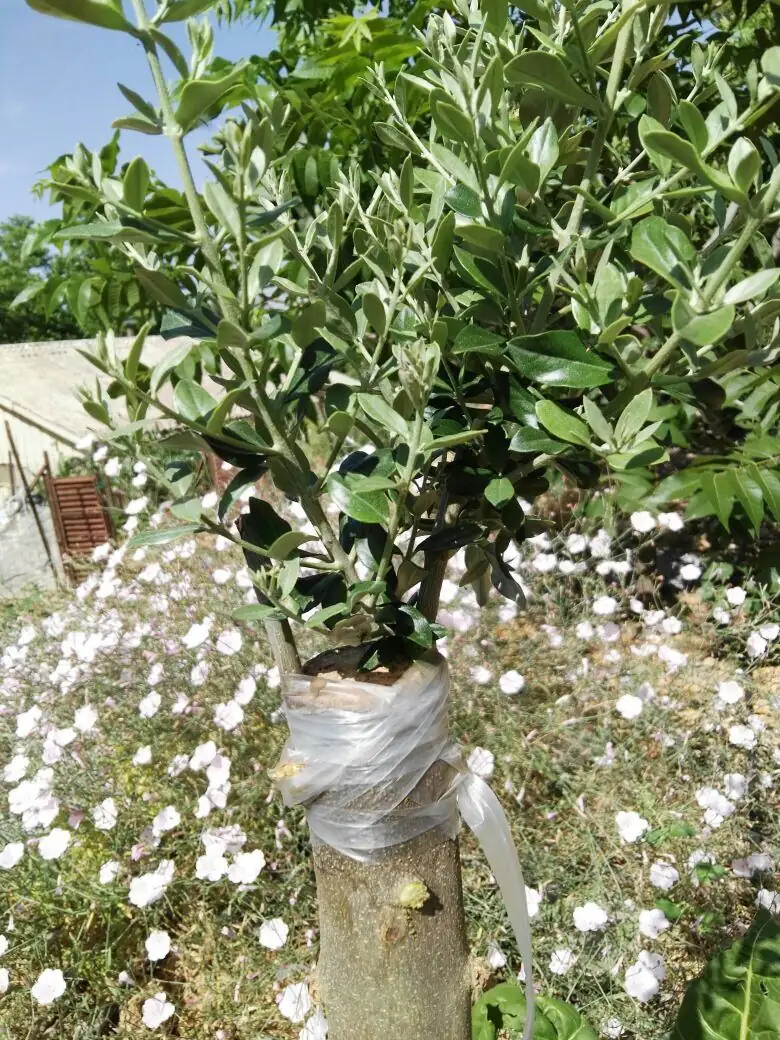 olive tree grafting process