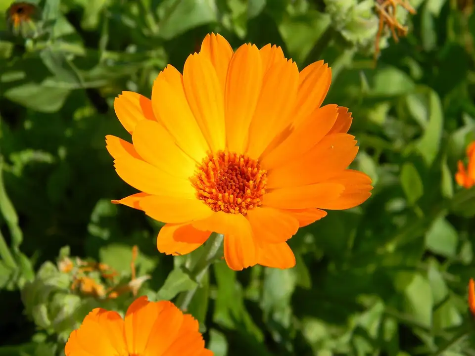 calendula flowers in garden