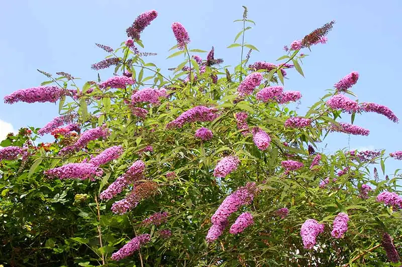 watering butterfly bush garden