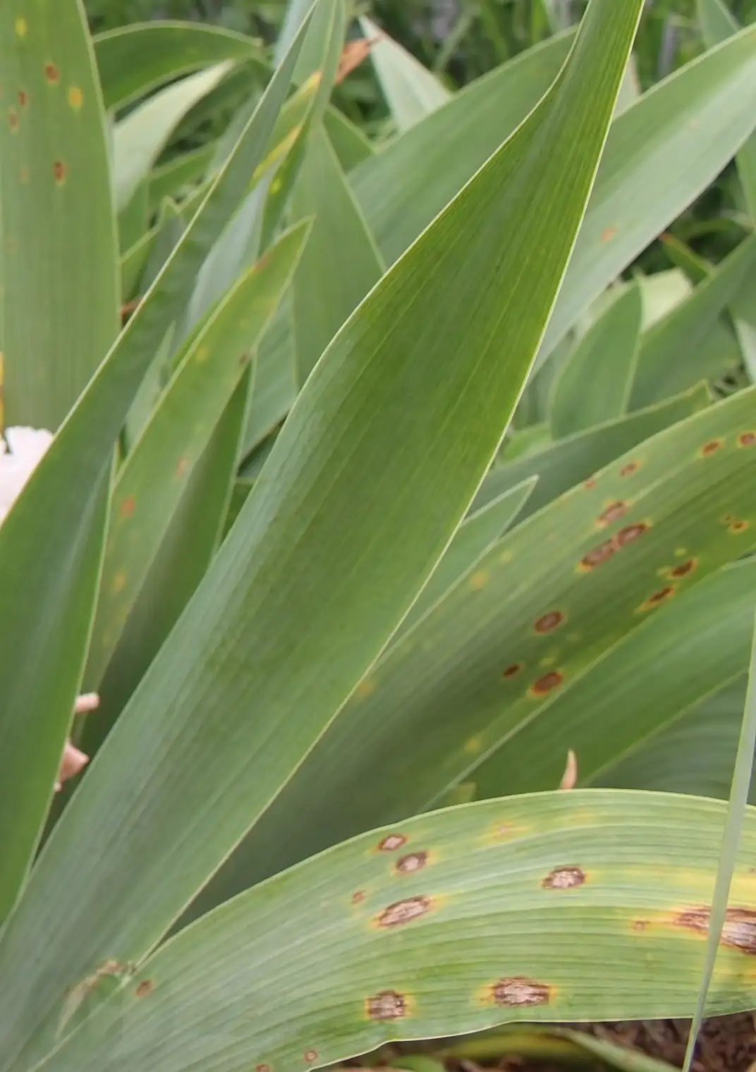 iris leaf spot disease