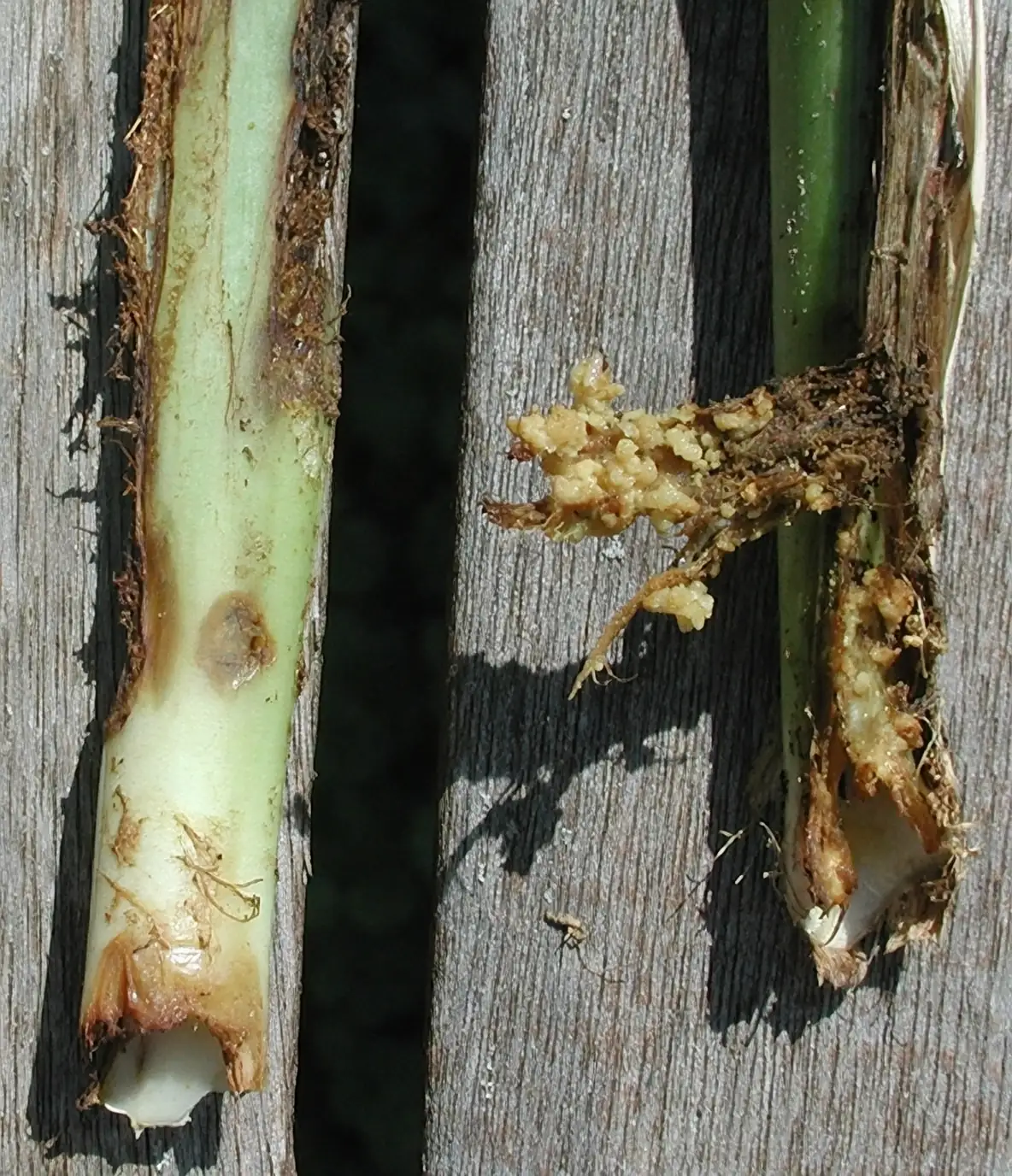 iris borer insect damage