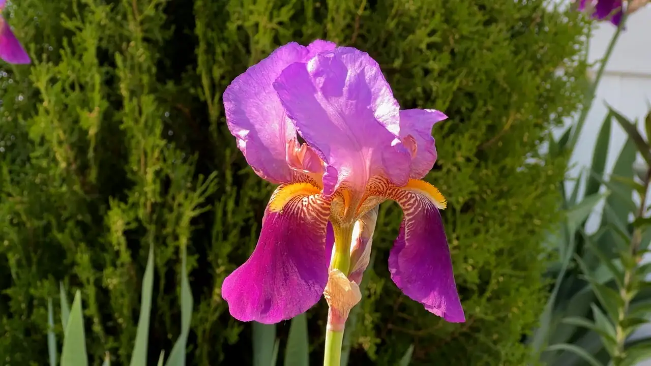iris plant care tips