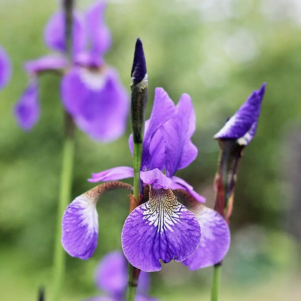 iris flower Greek mythology