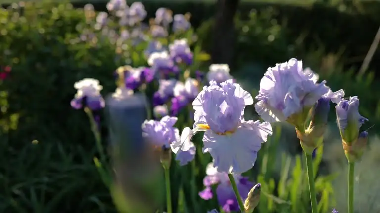 用鸢尾花传情达意：探索这朵花在不同文化中的象征意义