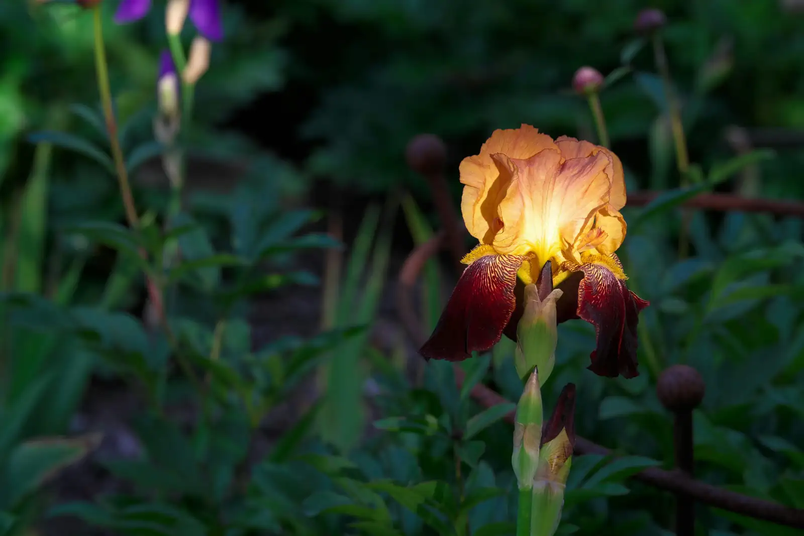 iris plant in sunlight garden