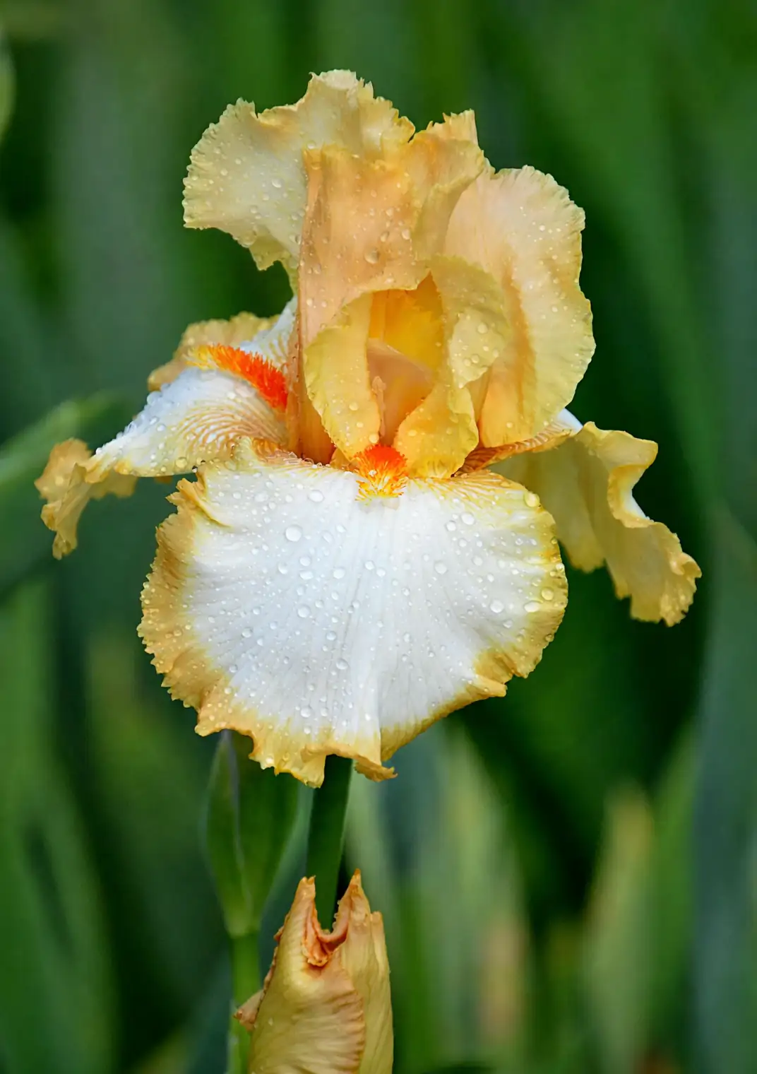 watering iris plant garden
