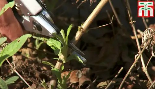 pruning buddleja in spring