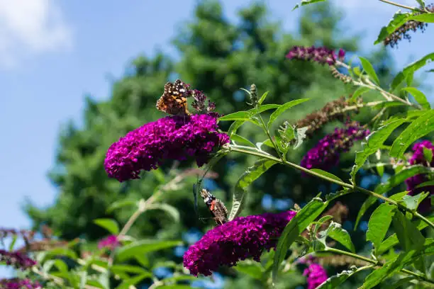Buddleja davidii in European garden